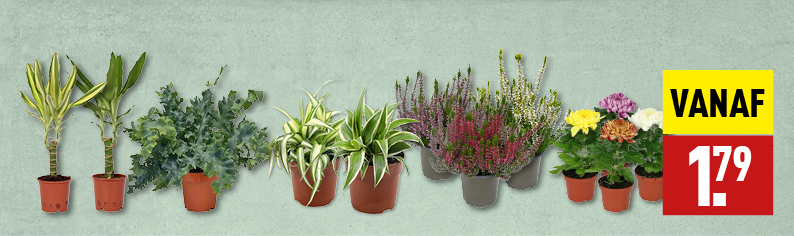 Bloemen en planten