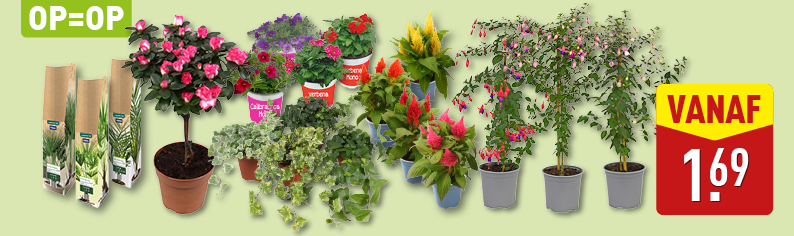 Bloemen en planten