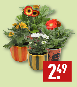 Gerbera