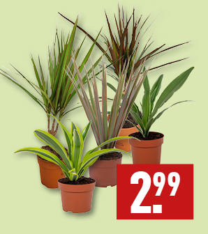 Groene kamerplant