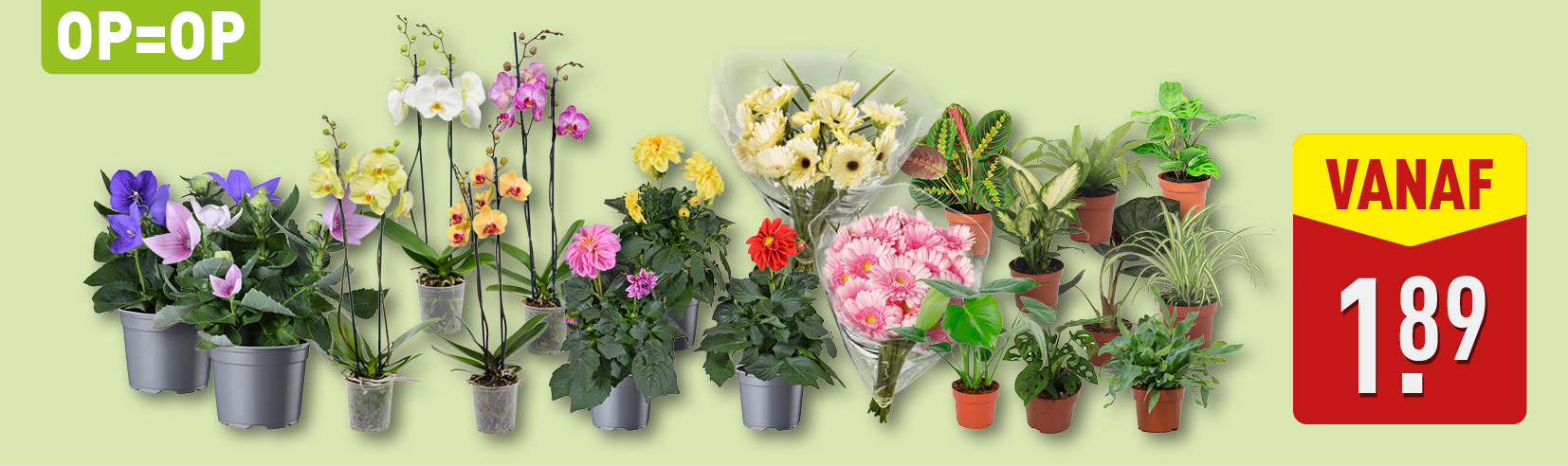 Bloemen en planten