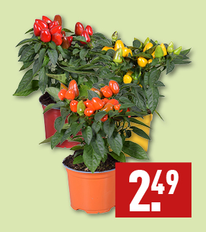 Capsicum