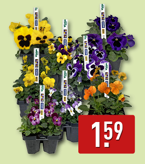 Violen