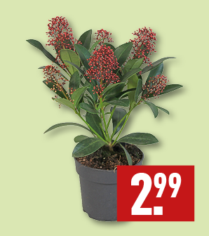 Skimmia