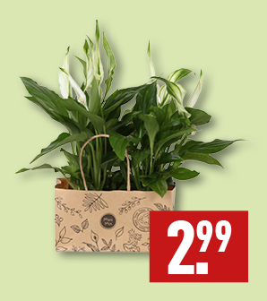 Spathiphyllum