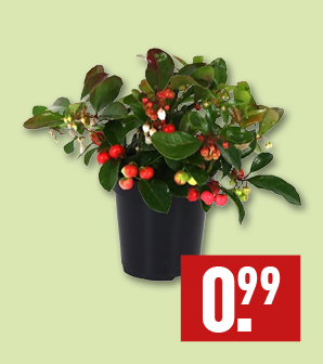 Gaultheria