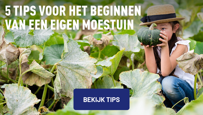 Moestuin