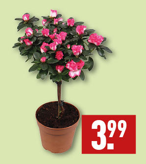 Azalea