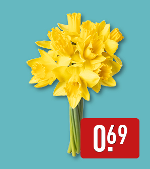 Narcissen
