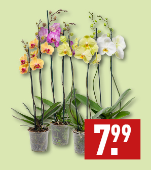 Orchidee