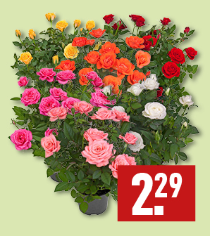 Rosa star rozen