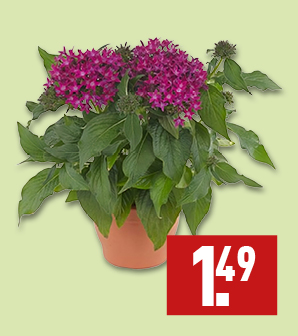 Pentas