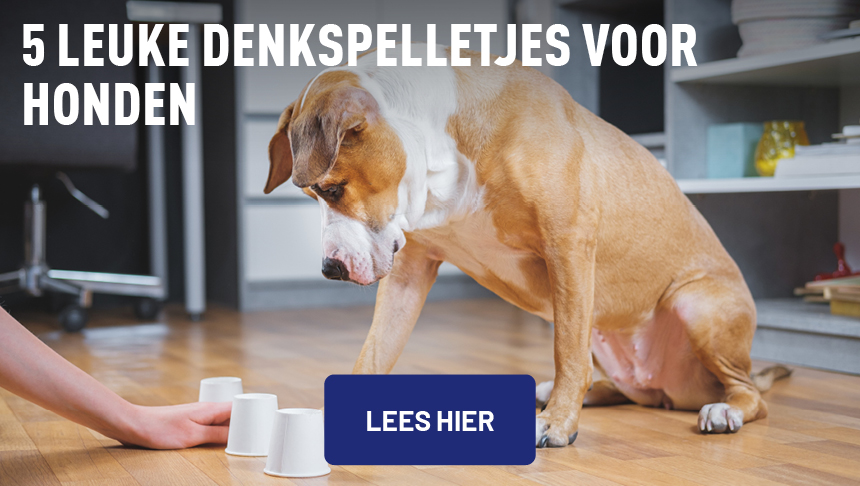 Inspiratie hond