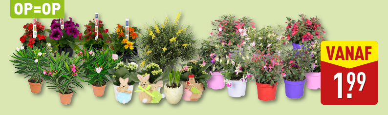 Bloemen en planten