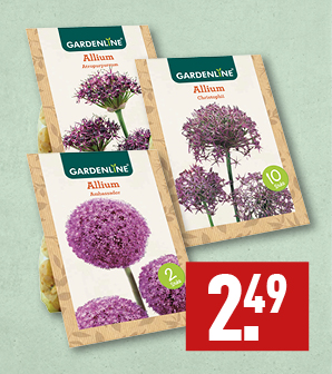 Allium