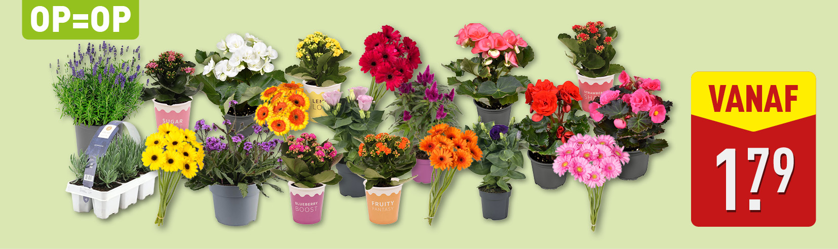 Bloemen en planten