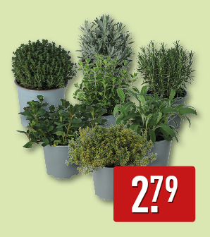 Kruidenplant