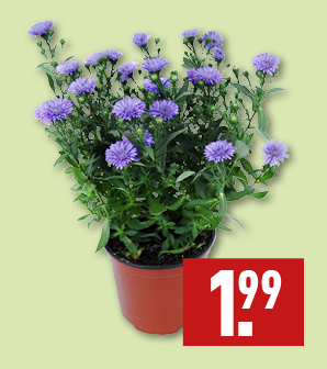 Aster