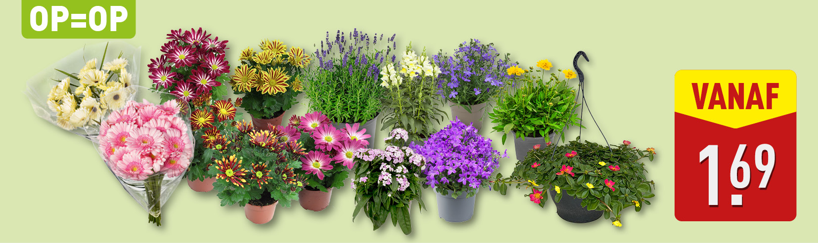 Bloemen en planten